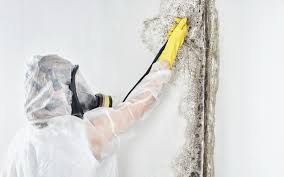 Best Post-Construction Mold Inspection  in Lisle, IL